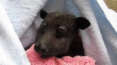 bat eating banana