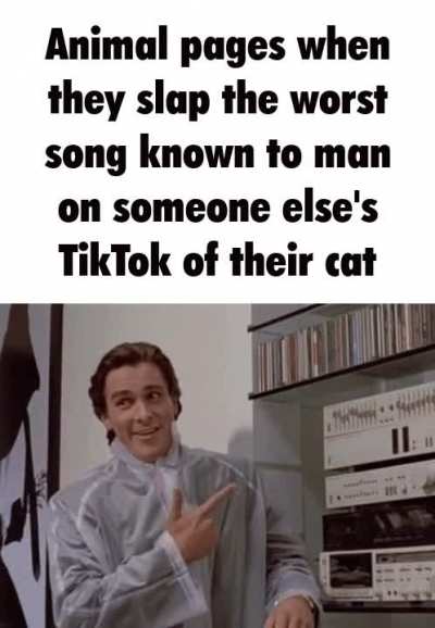 Instagram cat pages