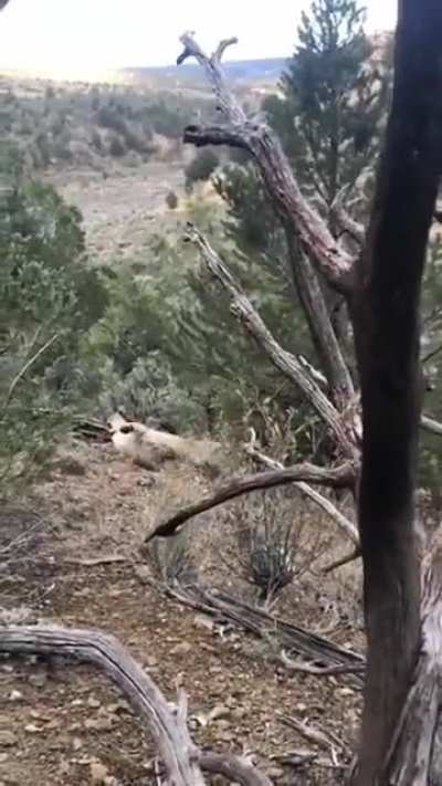 A Man Forced To Shoot A Mountain Lion That Would Not Back Down