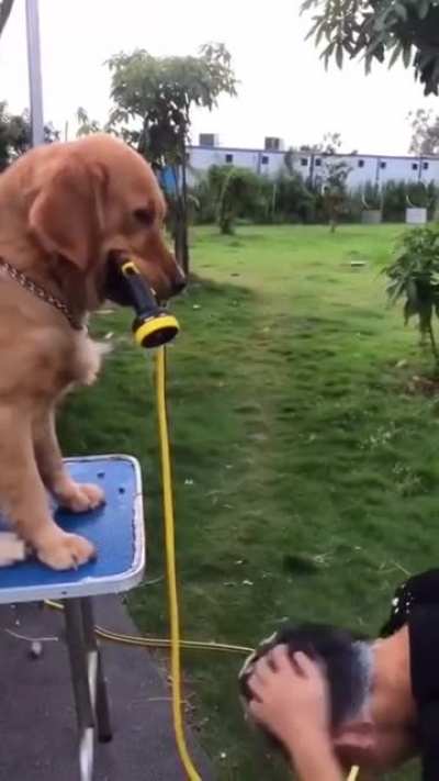 dog helps his owner wash his hair