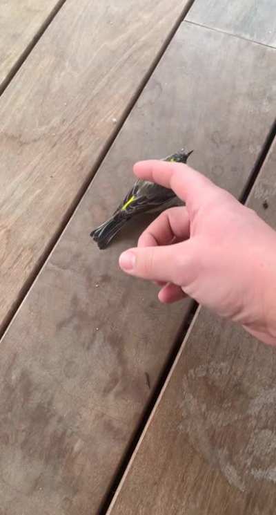 It&rsquo;s a bird