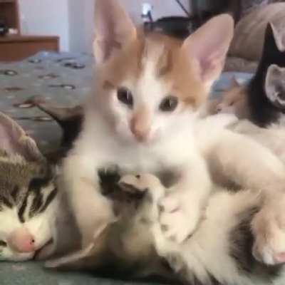 Smol Kisses