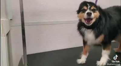 Being a dog groomer