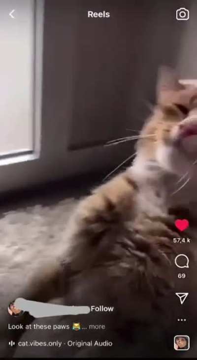 Look at the beans of this kitty! (Credits in comments)