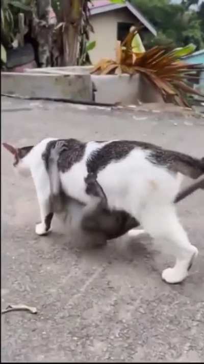 Reverse Adoption (Karma)