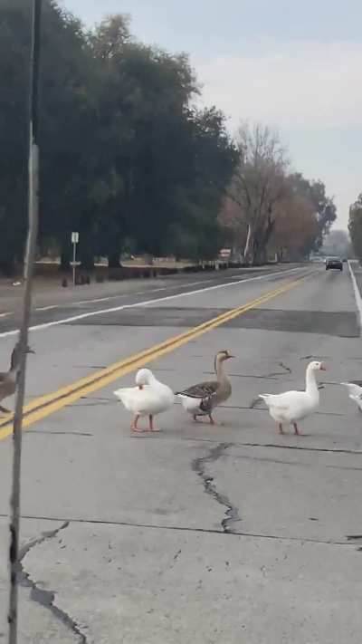 Ducks