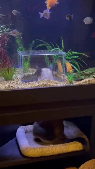Does building an enclosure inside the aquarium count?