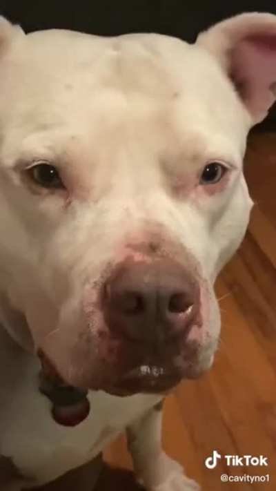 Doggo requires the beans