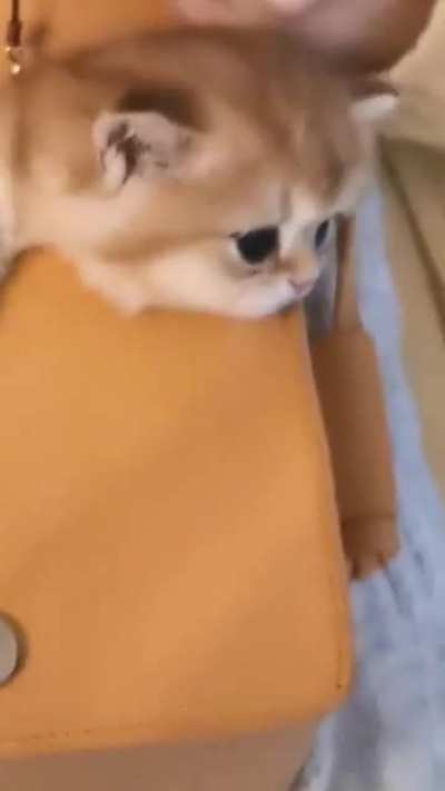 Look! a little cute Kitty in the bag.