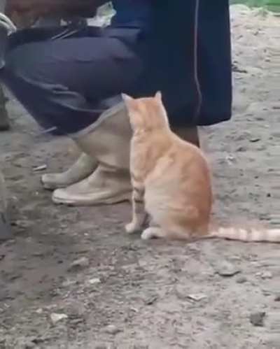 Milk man cometh