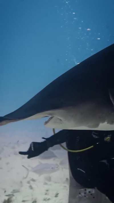 🔥Biggest Hammerhead Shark documented in The Bahamas, &ldquo;QUEEN&rdquo;👑