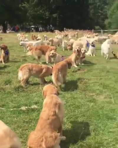 Woof irl