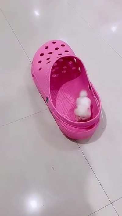 Mini 🐶