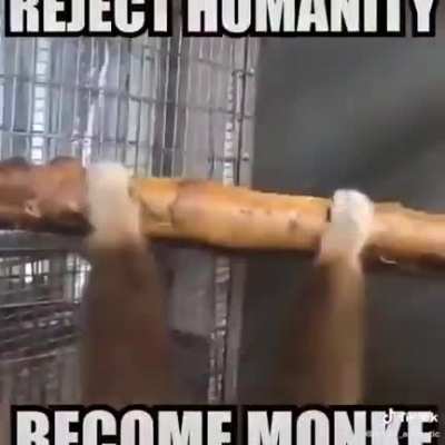 Ai want tu bi monki