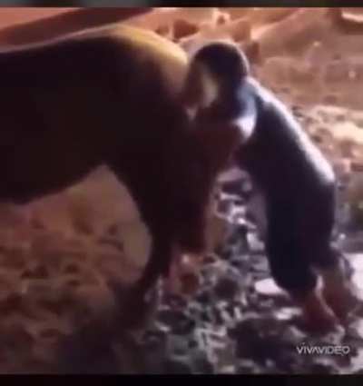 Um verdadeiro macho