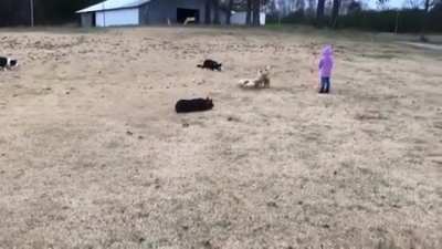 Herding dogs doing their job