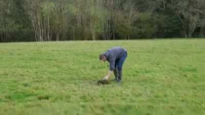 WCGW Cow poop and a firework