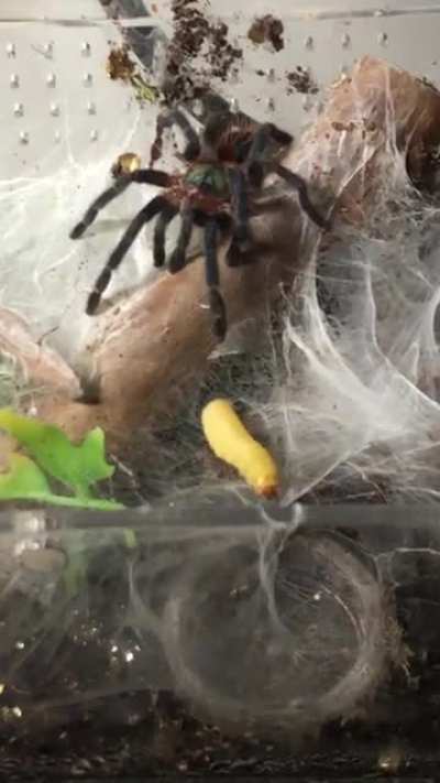 D.Diamantinensis feeding :0