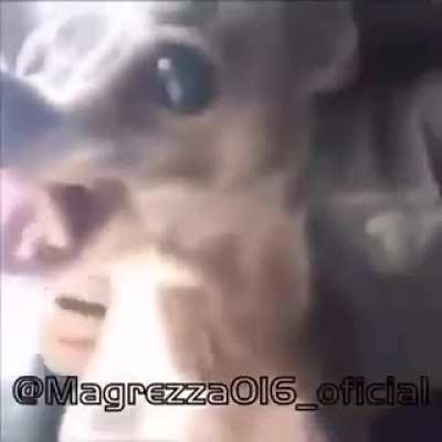 Esse e seu verdadeiro z&oacute;io Everson 2020