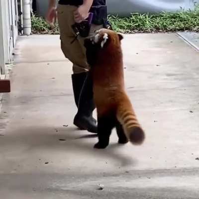 They are cute + Human friendly