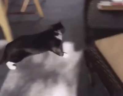 "Okay, I think I lost him- OH SHIT!"