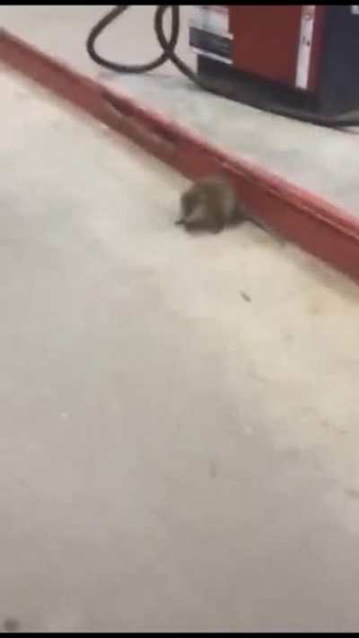 Perfectly cut rat