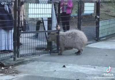 Capybaras are smart