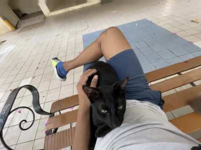 Here&rsquo;s Void, a building stray I feed. It&rsquo;s very rare for him to come near people, but he makes an exception for me.