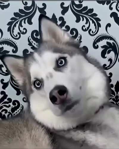 Proof That Pets Can Speak the Language of Love &rdquo;