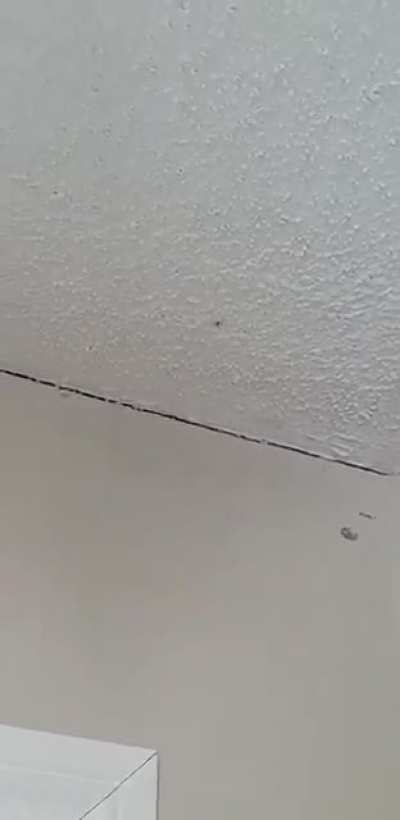 Man kills spider with gun 