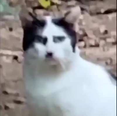 Heil führer