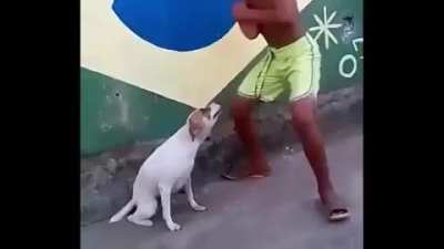 Cachorros s&atilde;o t&atilde;o fofinhos : 3
