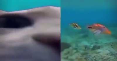 Yuumi &amp;amp; Nami when the ADCs back