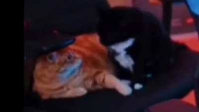 Wilson es el &uacute;nico que le puede dar mimos s Raspy