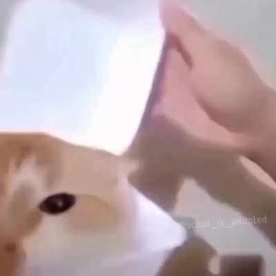 Pootis