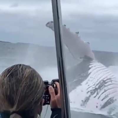 Imagine seeing this on a yacht trip,