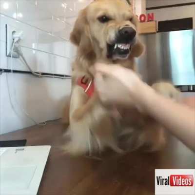 Funny Dog Play Fetch
