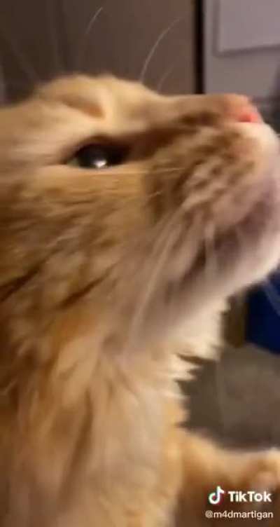 Cat buddy doesn't like pistachio