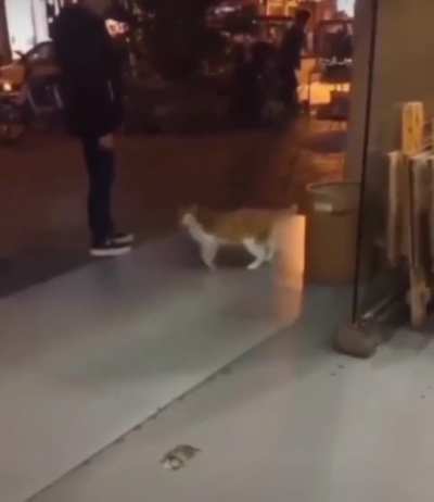Don&rsquo;t disturb my moonwalk hooman!