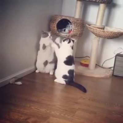 Brutal fight between 2 cats