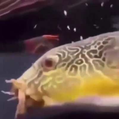 He done got eated