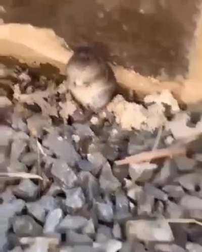 🐁 rato rezou 50 Ave Maria em 5 segundos