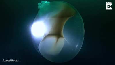 A giant squid egg