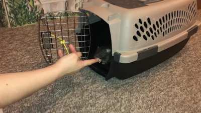 Olive's new "Go to Crate" trick!
