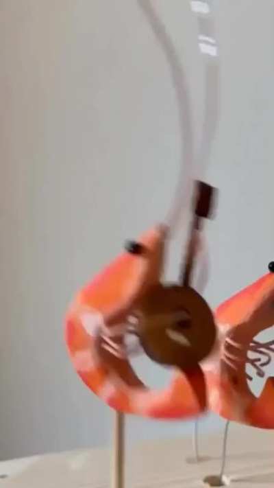 Bugs is bands 
