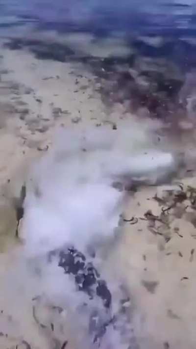 Large Fish Hunting in the Shallows