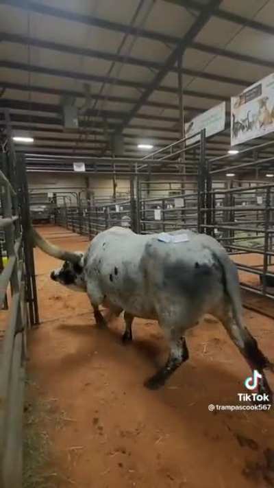 Big boi