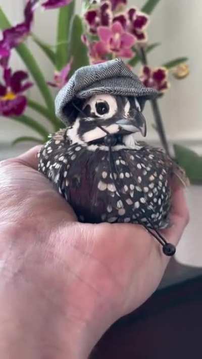 SophisticatedBirb