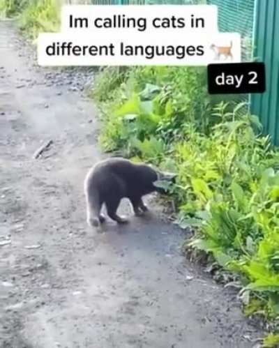 The German way of calling a cat