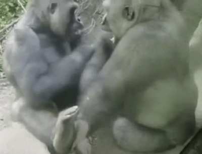 "Just checking to see if your tits are jacked!"